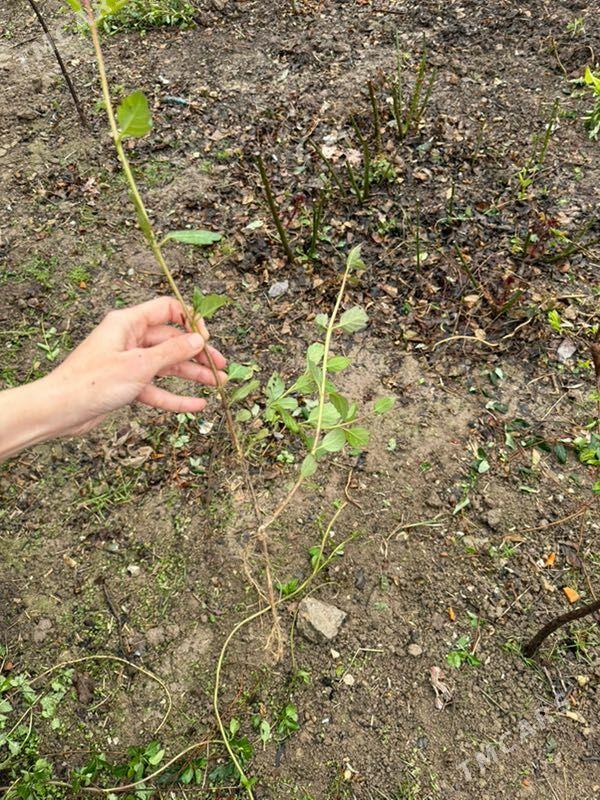 jasmin ysly gul - Анев - img 1