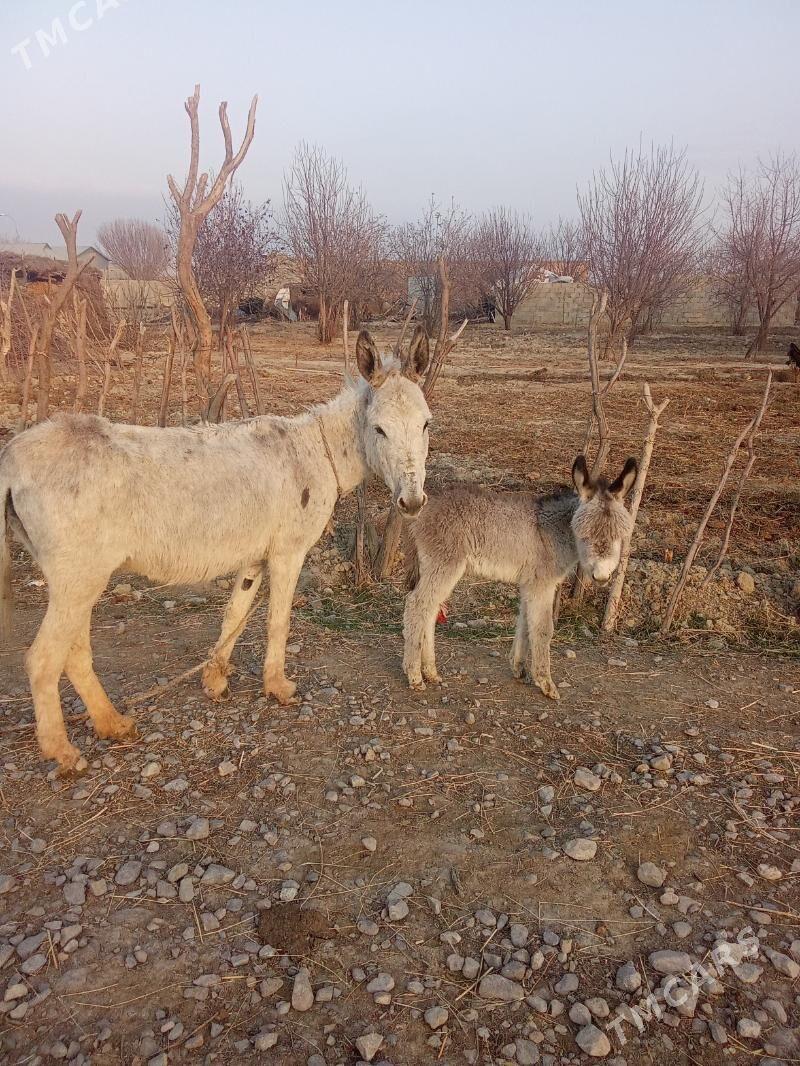 Eşek - Бахарден - img 1