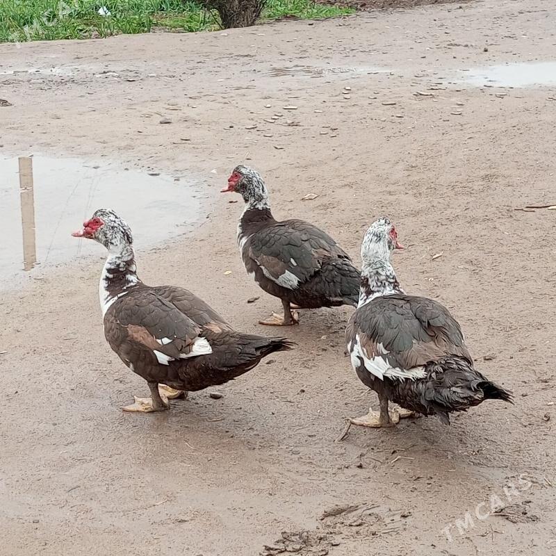 Edjek Induwutga - Сакарчага - img 1