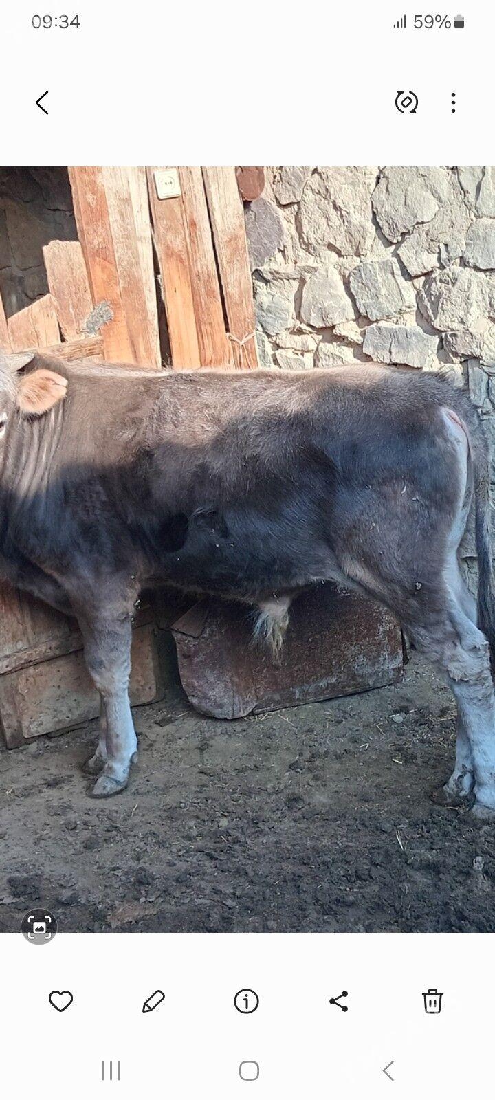 őkúz - Берекет - img 1