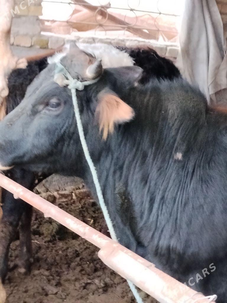 Okuzler - Туркменабат - img 1