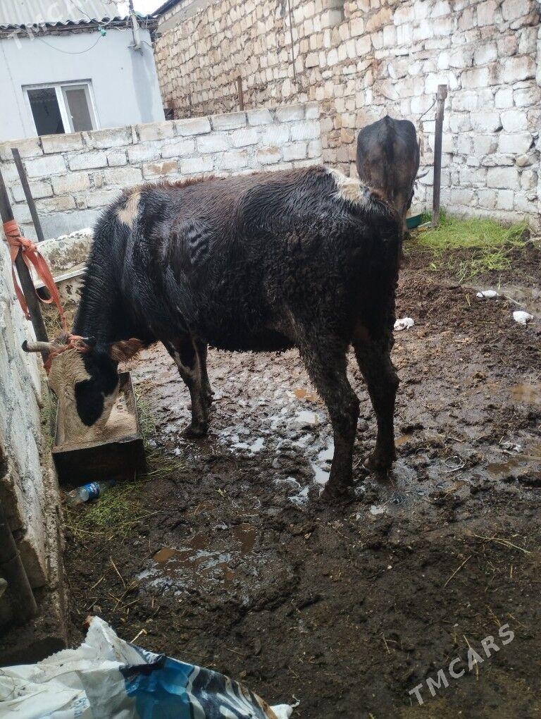 Semiz sygyrlar - Балканабат - img 1