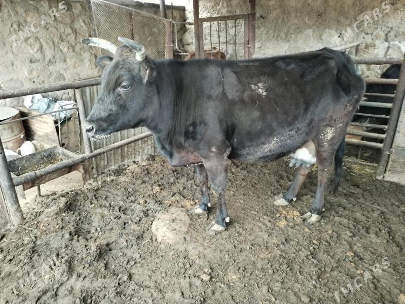 Gysyr sygyr - Jebel - img 1