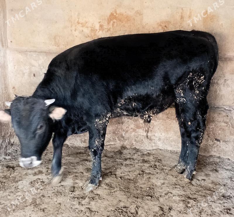 öküz şwes - Бузмеин - img 1