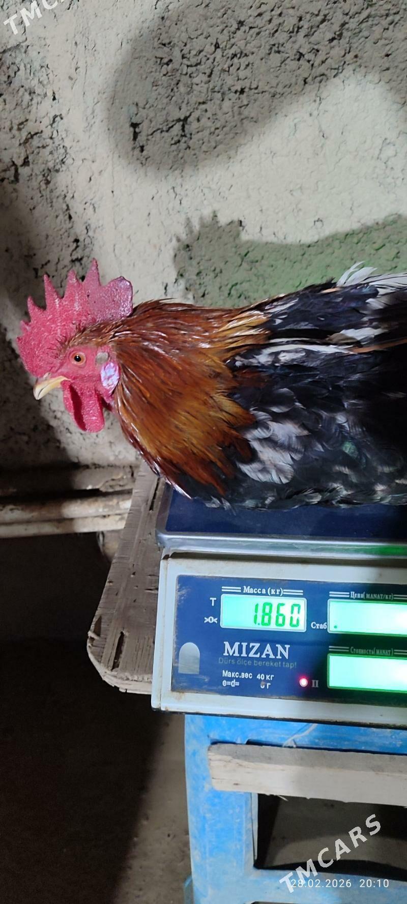 horaz - Ашхабад - img 1