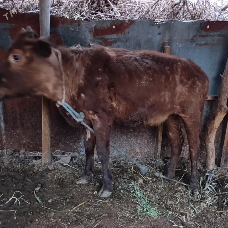 unajyn - Чарджоу - img 1