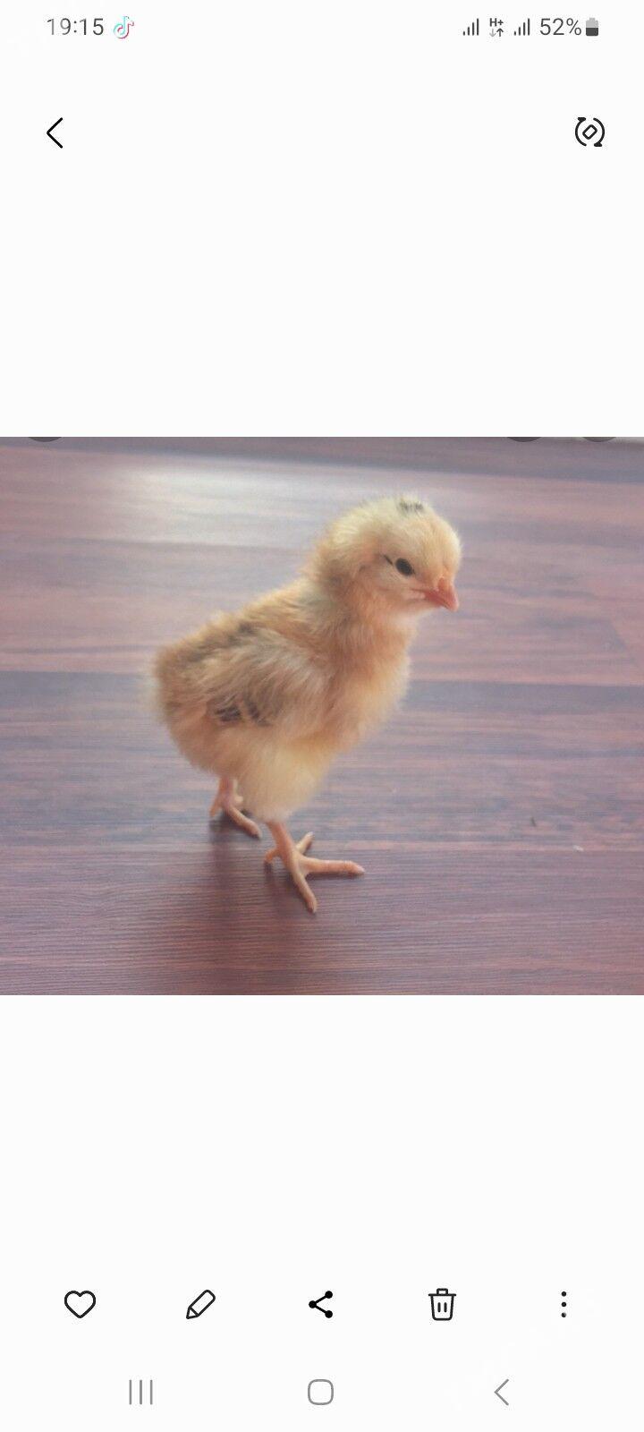 TOWUK JÙJE - Gyzylarbat - img 1