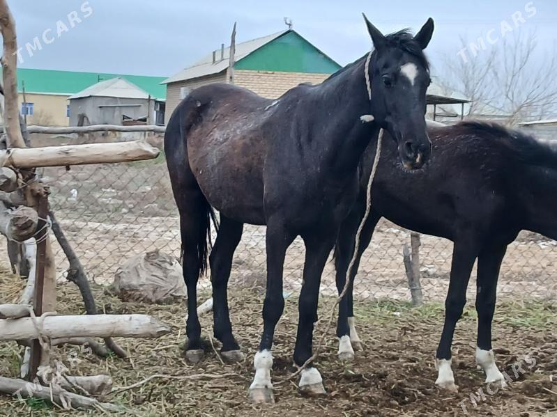 Satlyk at - Яшлык - img 1