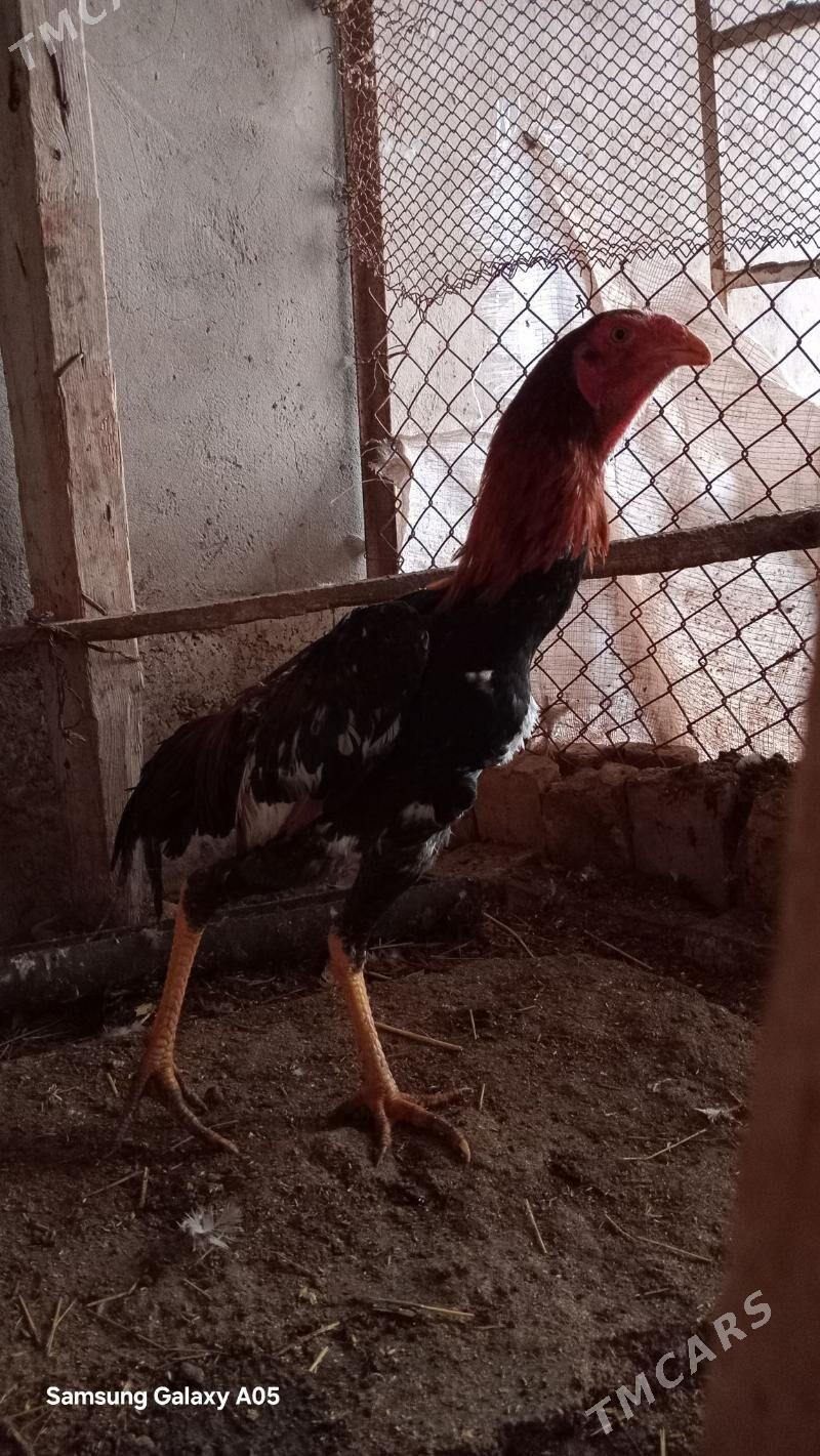 Taskent - Tejen - img 1