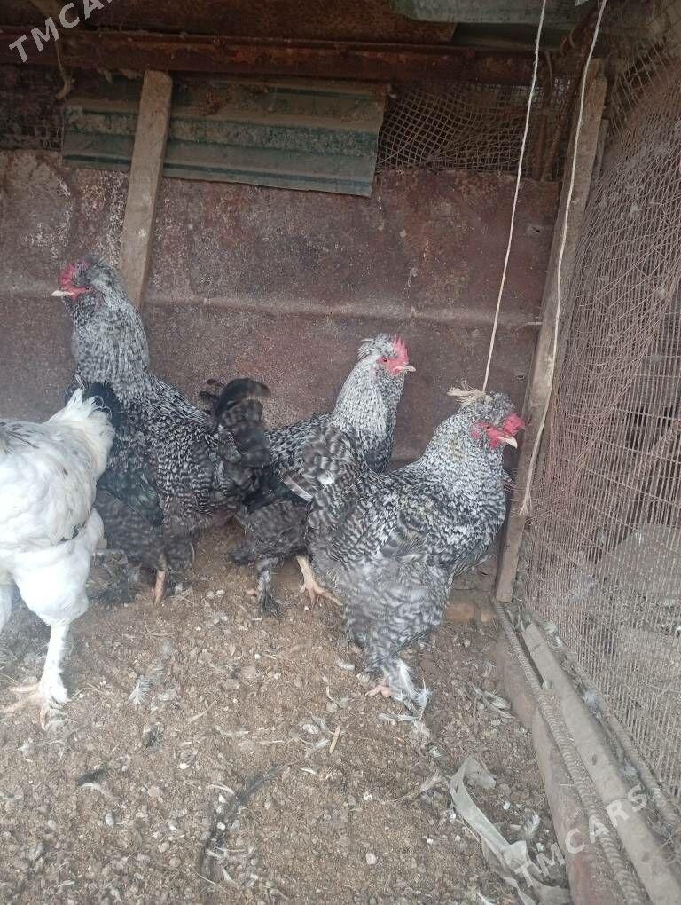 brolerr  horaz - Туркменабат - img 1