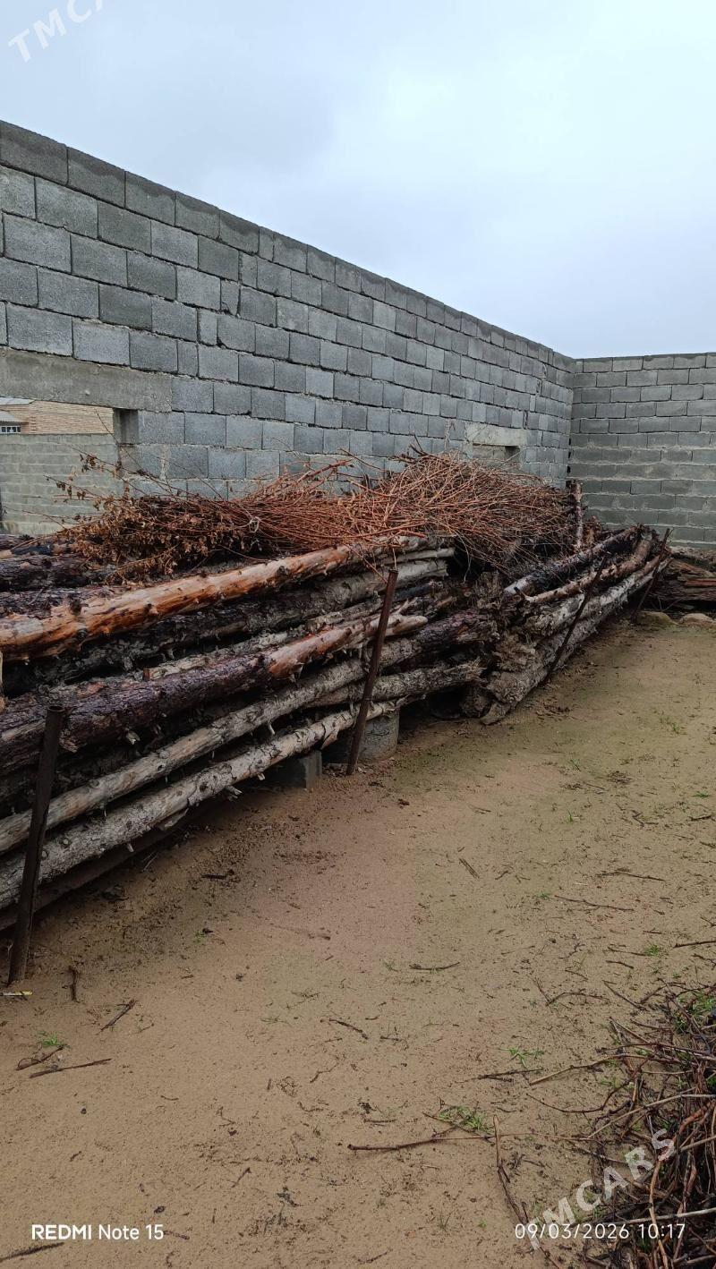 ýolka purus - Гёкдепе - img 1