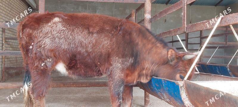 bakylan gulajyn - Мургап - img 1