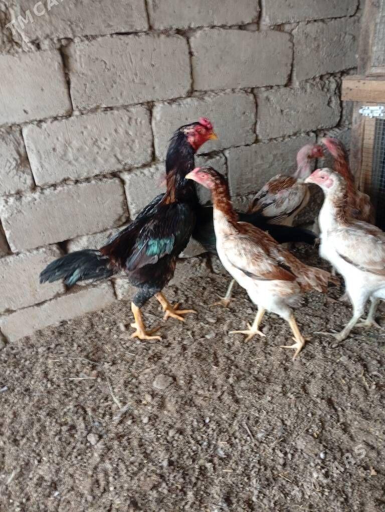 байсовый. Курк  товук бар - Çärjew - img 1