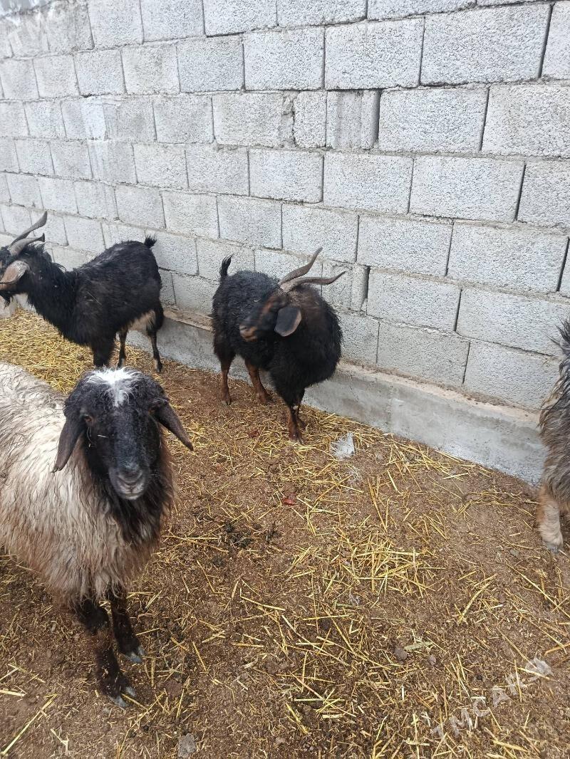 Geciler 7san - Kaka - img 1