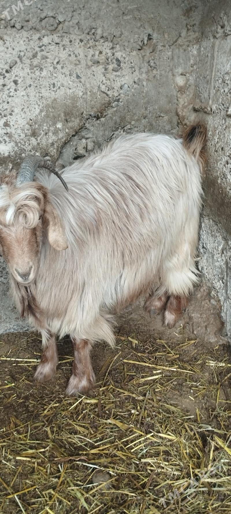 geci çewiş - Gökdepe - img 1