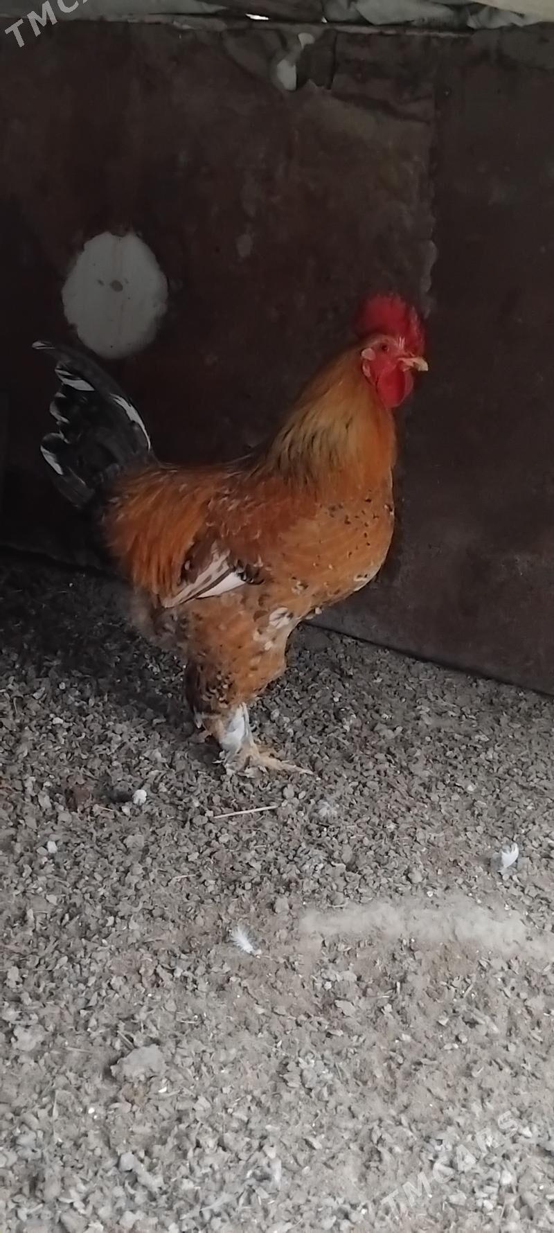 horaz - Gumdag - img 1