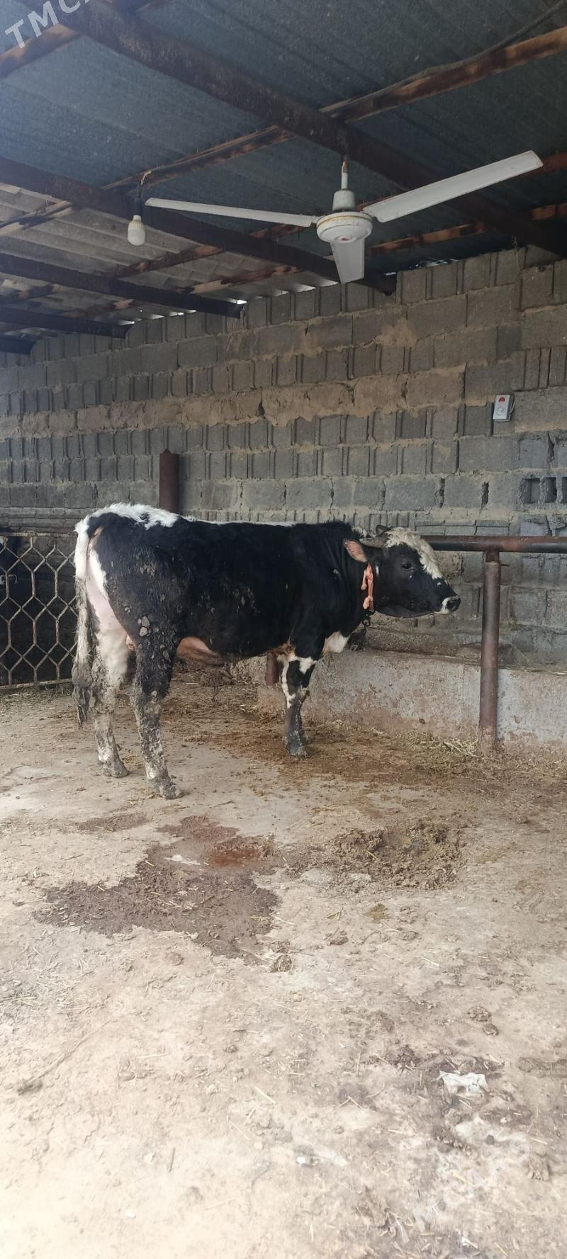 şwes okuz baklan 2 sani - Bäherden - img 1