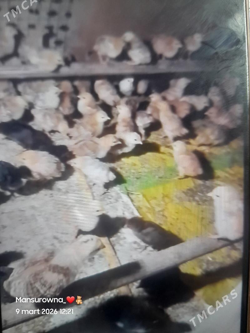 juje - Şabat etr. - img 1