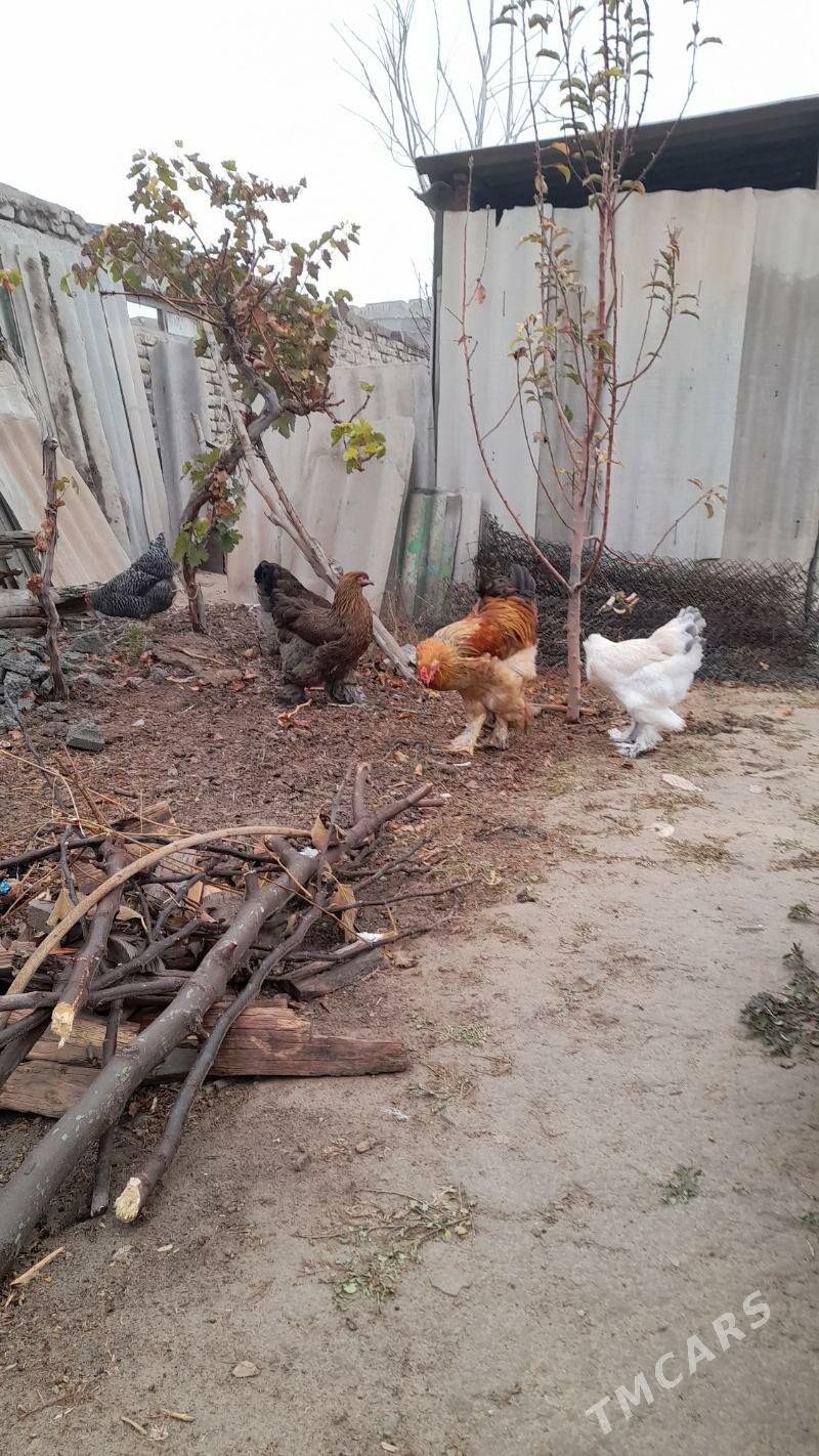 brama towuk ýumurtga - Aşgabat - img 1