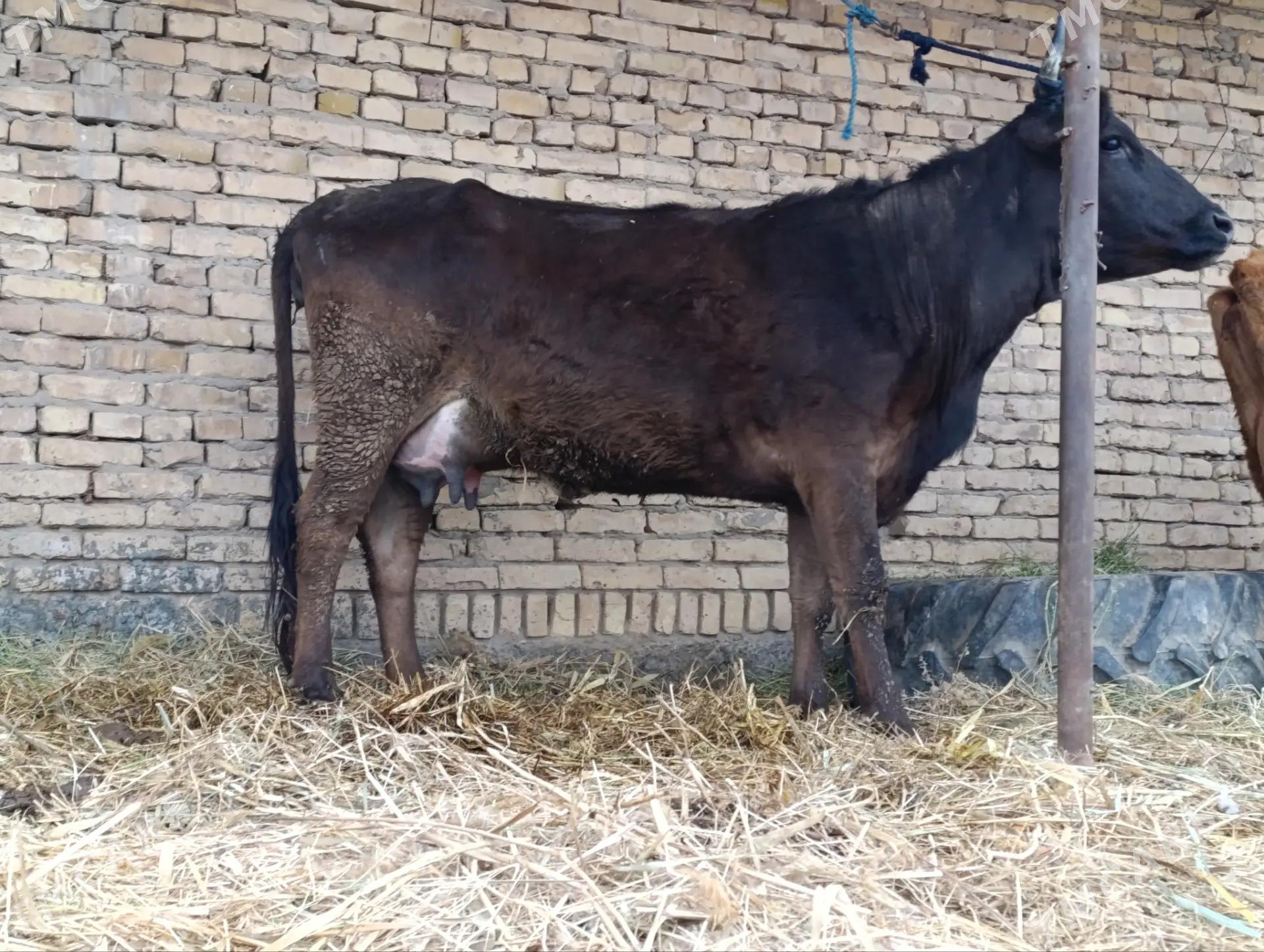 швет саглык - Чарджоу - img 1