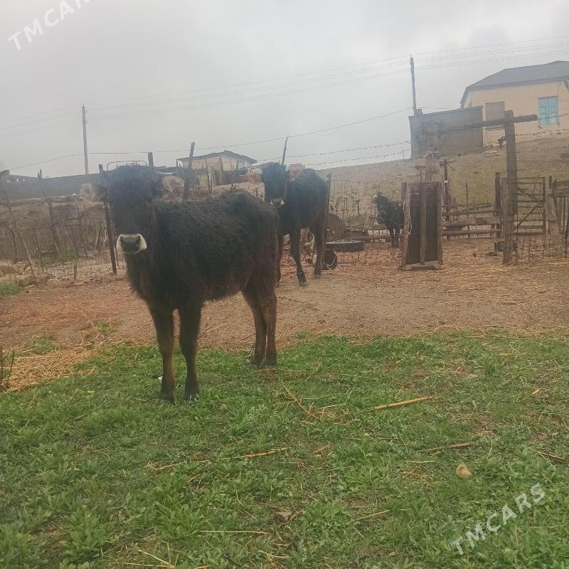 Gacar - Этрек - img 1