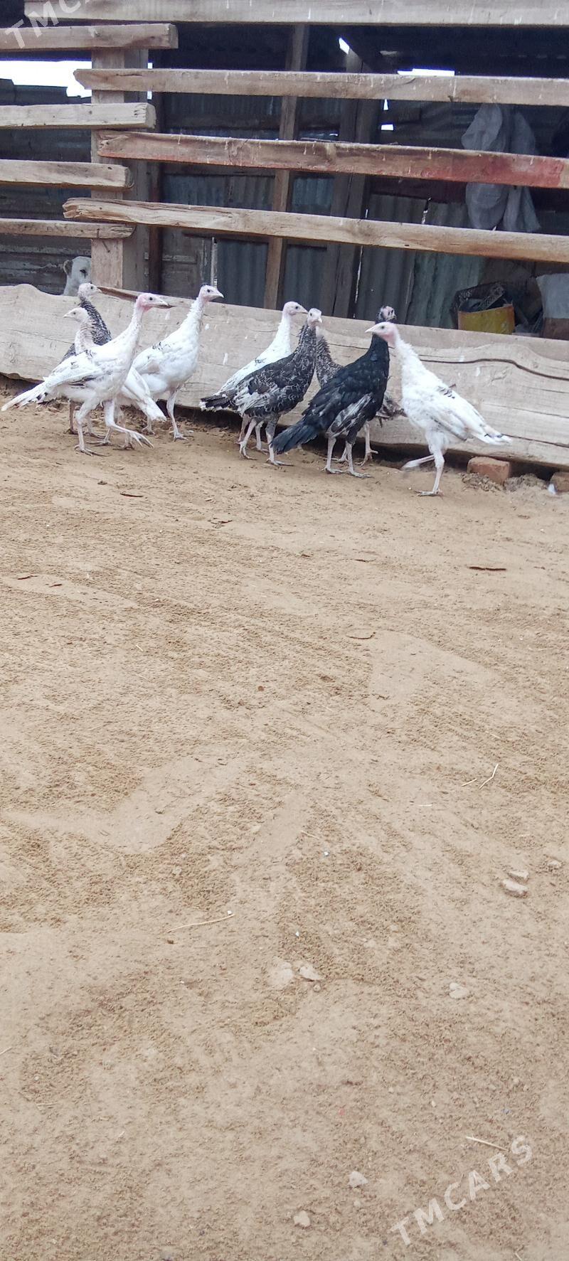 Induklar - Sakarçäge - img 1