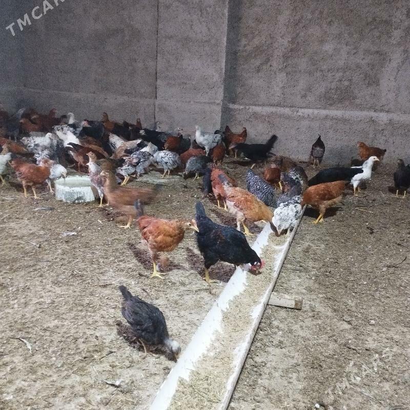 5 aylyk towuk jüje - Oguz han - img 1