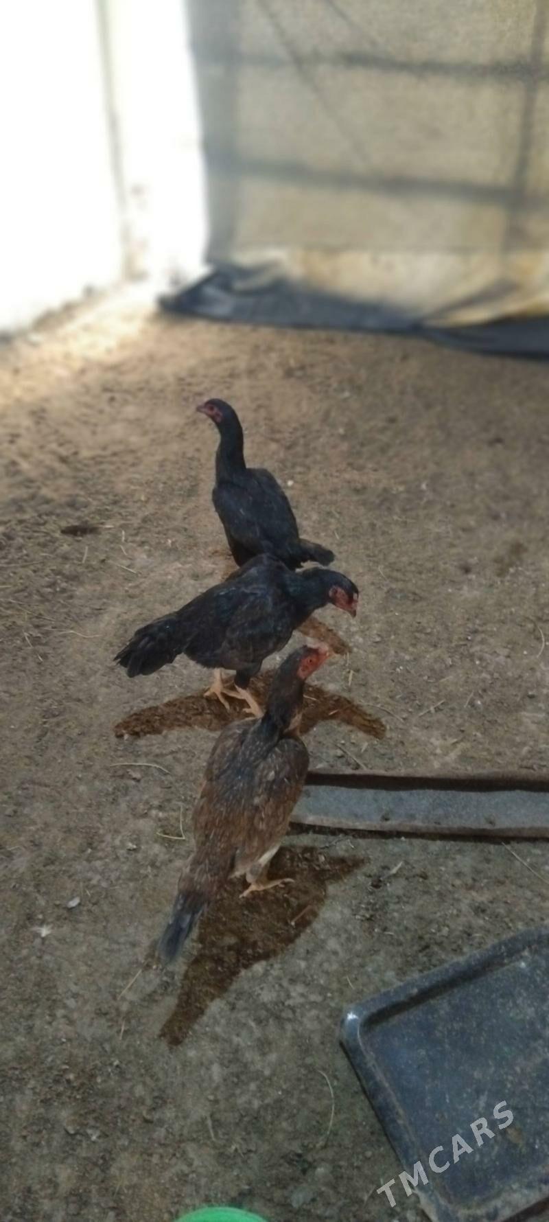 Babay towuklar - Чарджоу - img 1