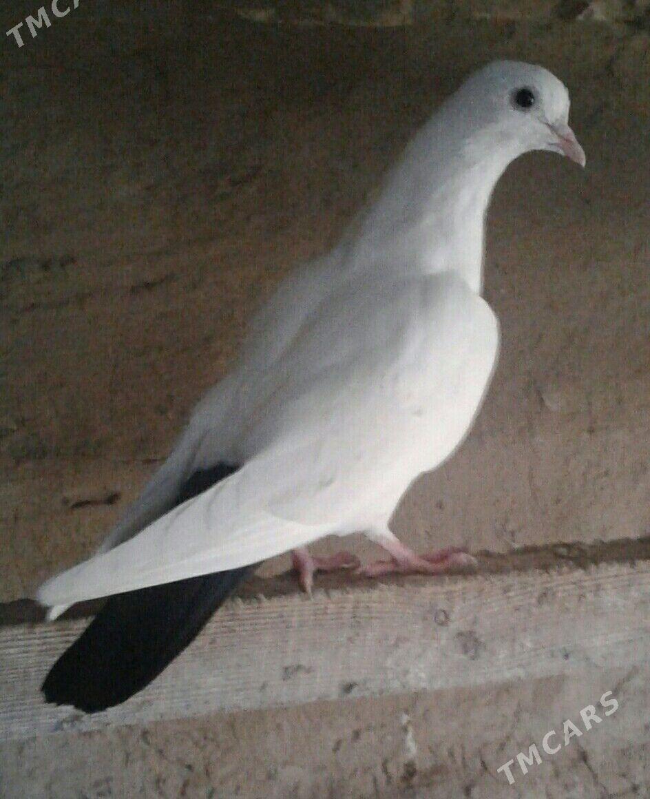 Kepderi - Мары - img 1