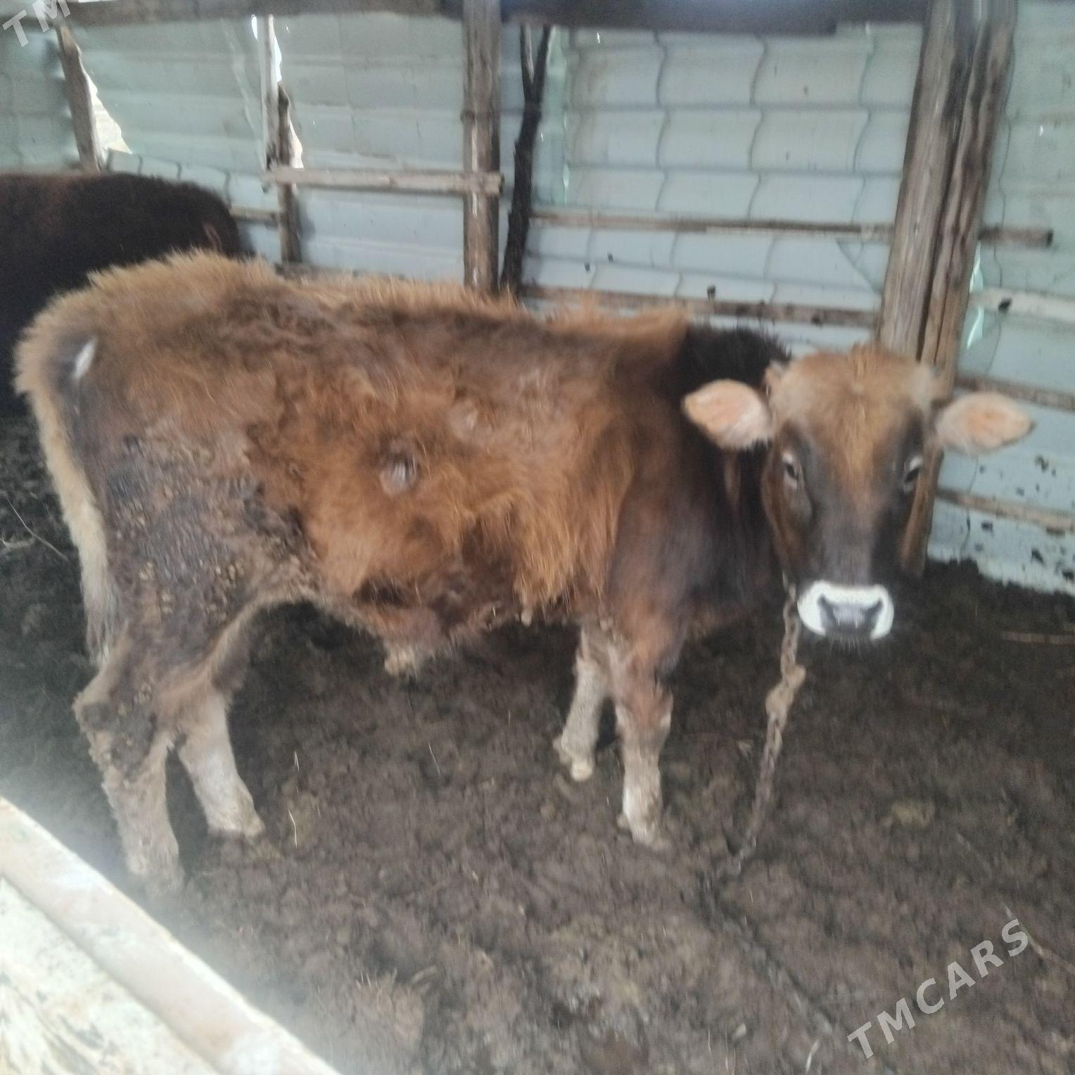 okuz swes - Mary - img 1