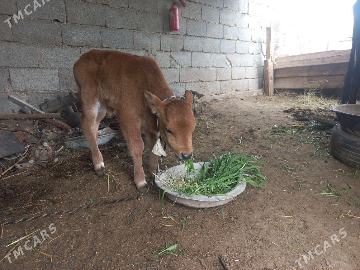 goleli sygyr - Теджен - img 1