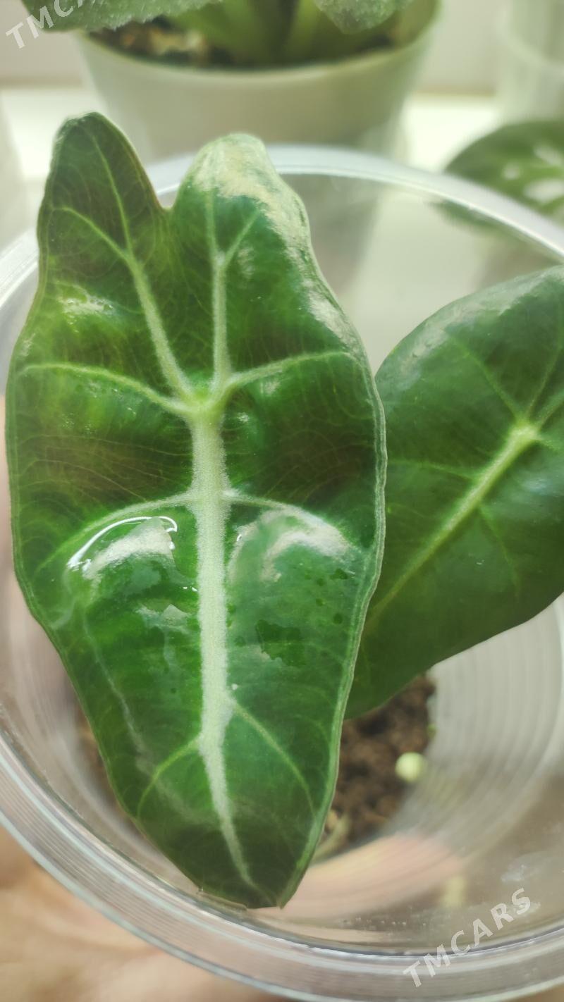 алоказия - Ашхабад - img 1