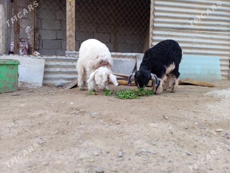 OWLAKLY GECI - Бузмеин - img 1