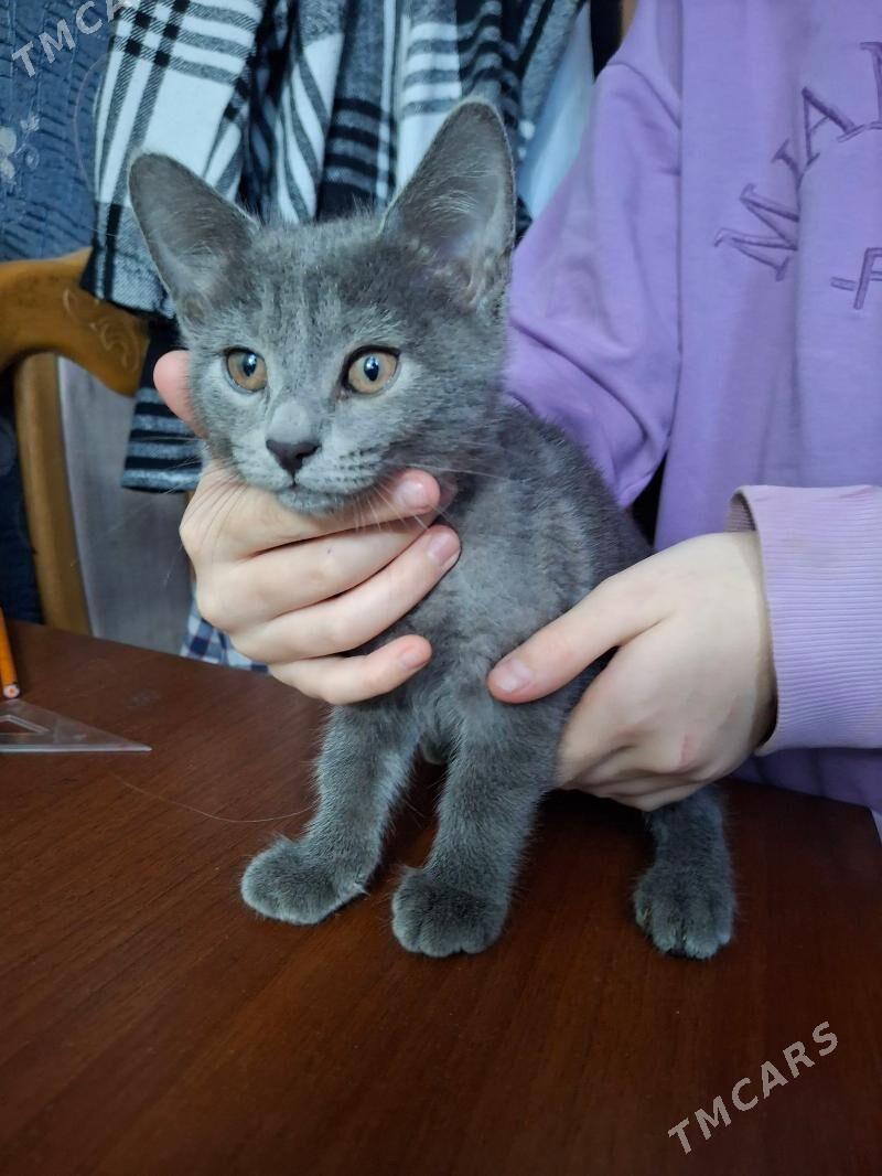 котёнок - Büzmeýin - img 1