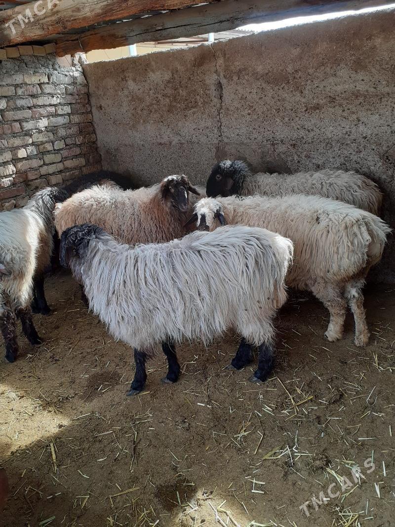 išek - Гарадамак Шор - img 1