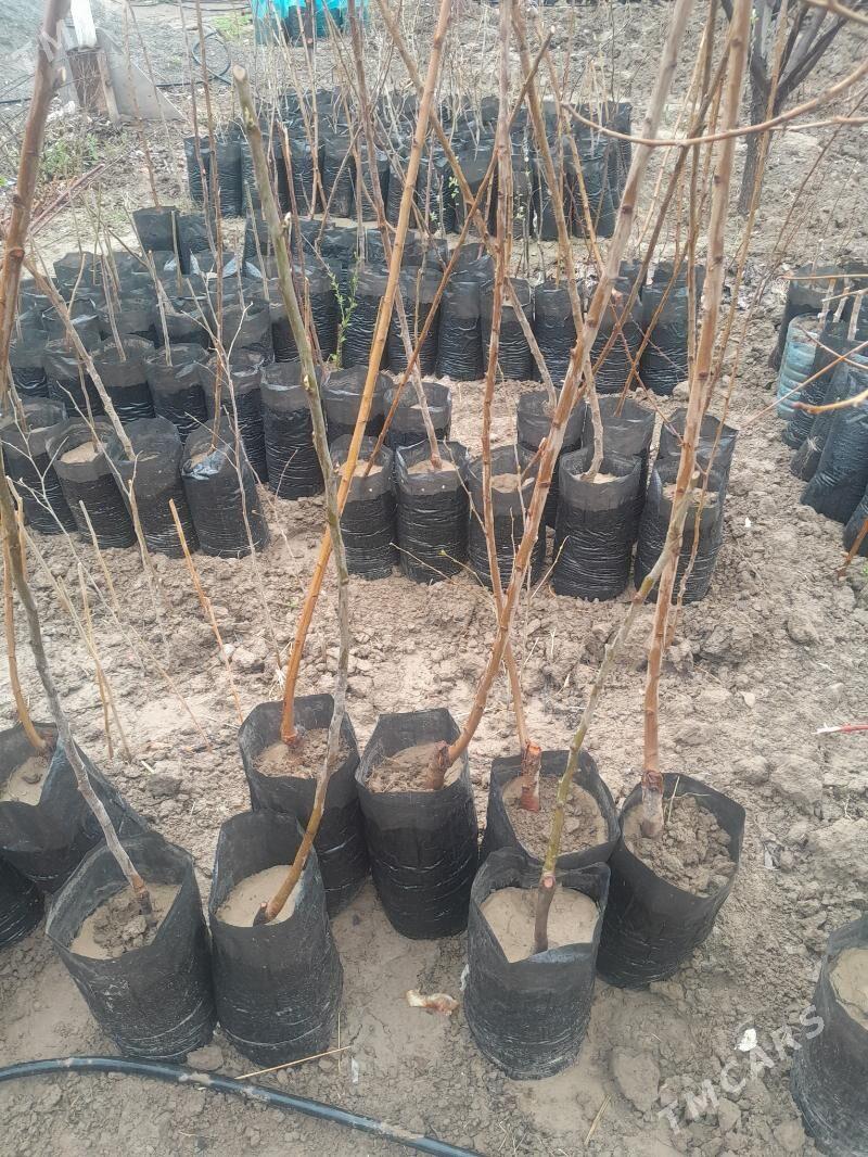 ceresni wisni ülke - Gökje - img 1