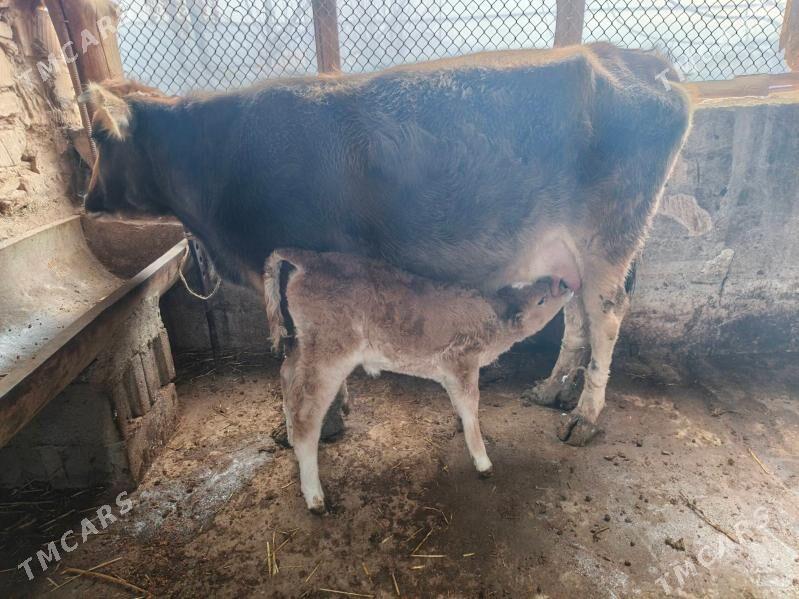 goleli sygyr - Gyzylarbat - img 1