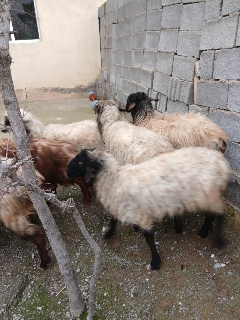 Goyun tokly - Гарадамак Шор - img 1