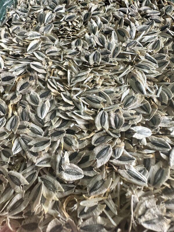 семена гелиопсиса - Aşgabat - img 1