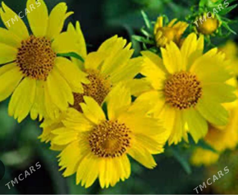 семена гелиопсиса - Ашхабад - img 1