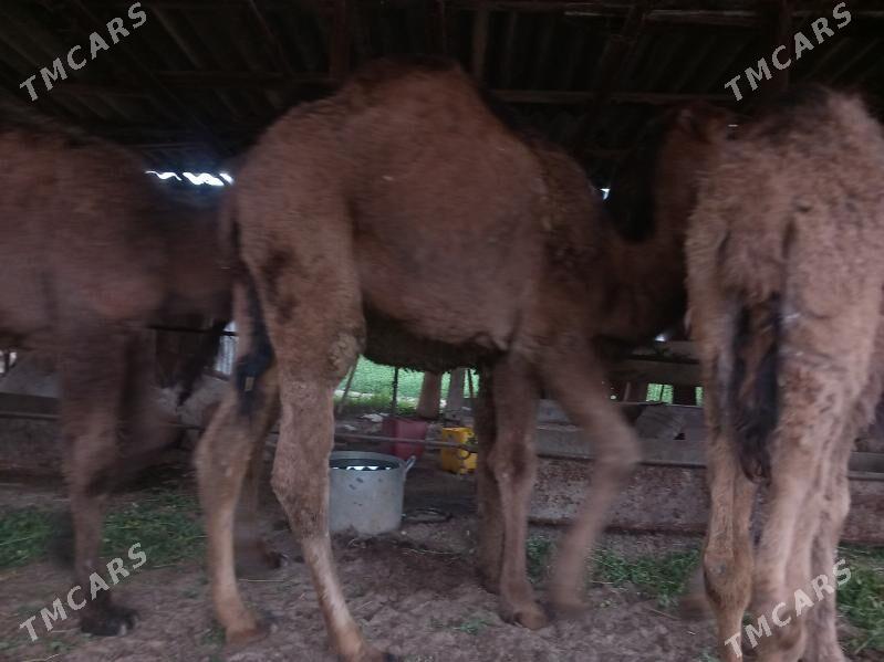 düýeler - Murgap - img 1