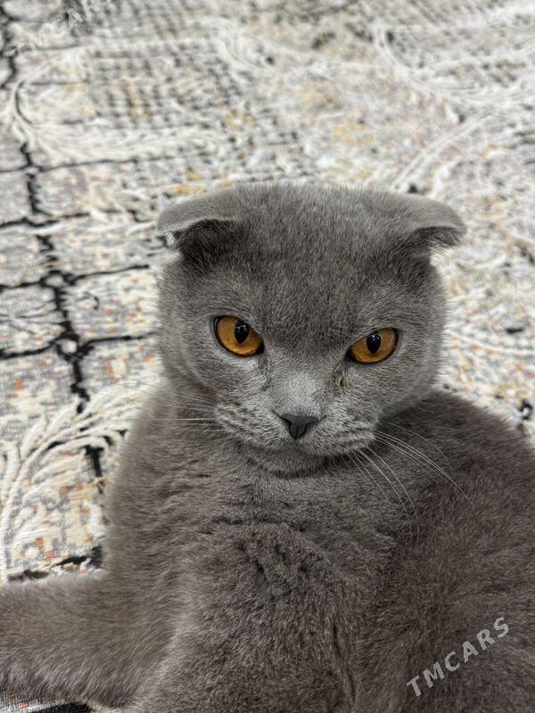 Paroda Pişik - Mary - img 1