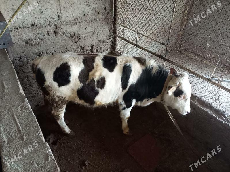 Simental - Гёкдепе - img 1