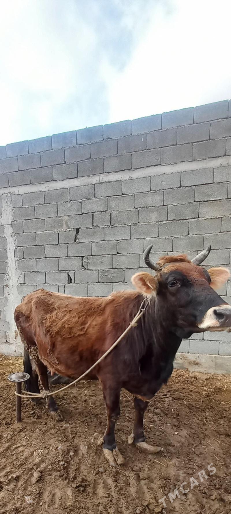 śwes sygyr - Ак-Бугдайский этрап - img 1