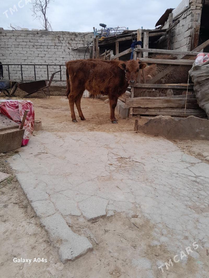 Okuz - Köşi - img 1