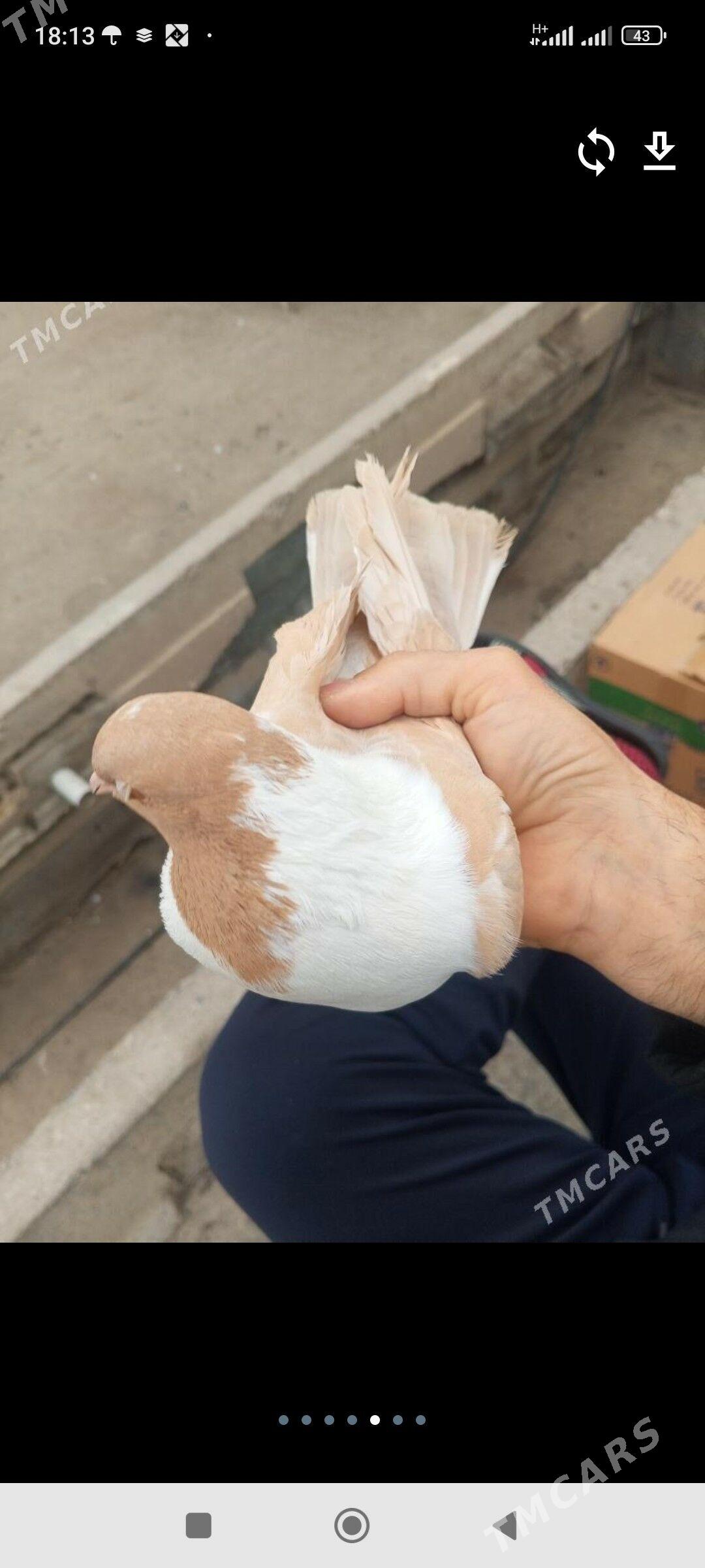 Kepderi - Мары - img 1