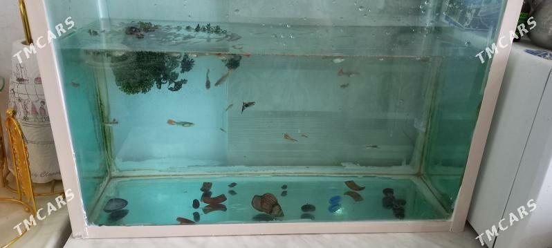 Akwaryum-balyklar - Büzmeýin GRES - img 1