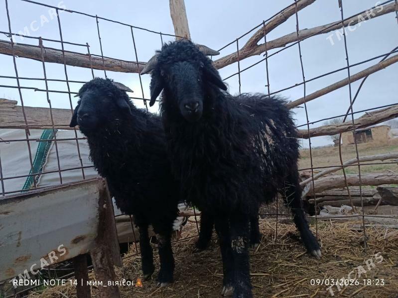 tokly - Wekilbazar - img 1