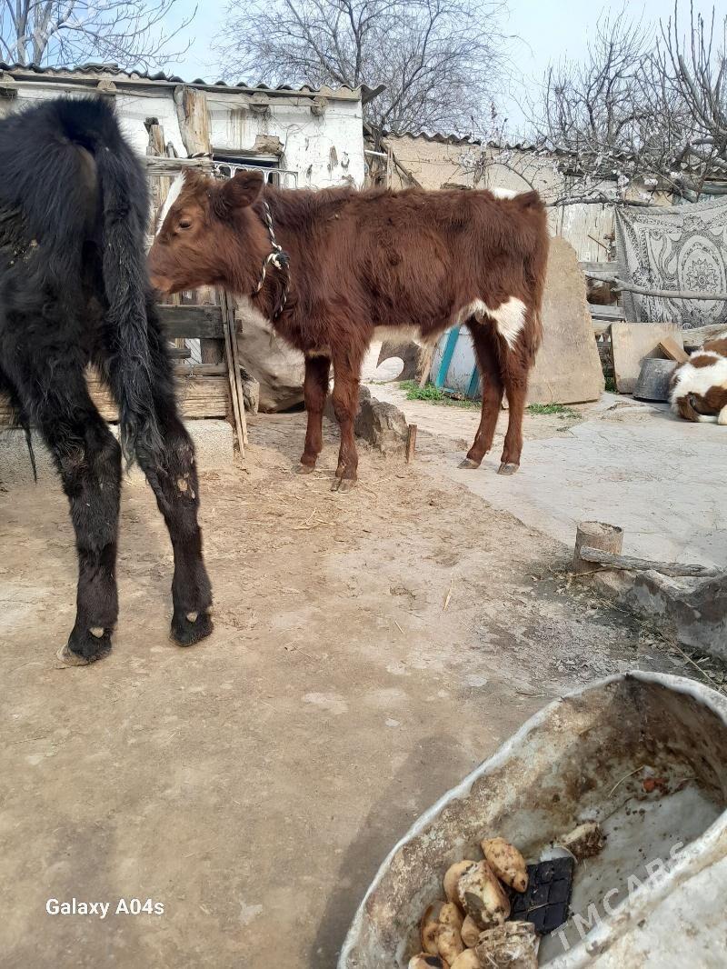 öküz - Кëши - img 1