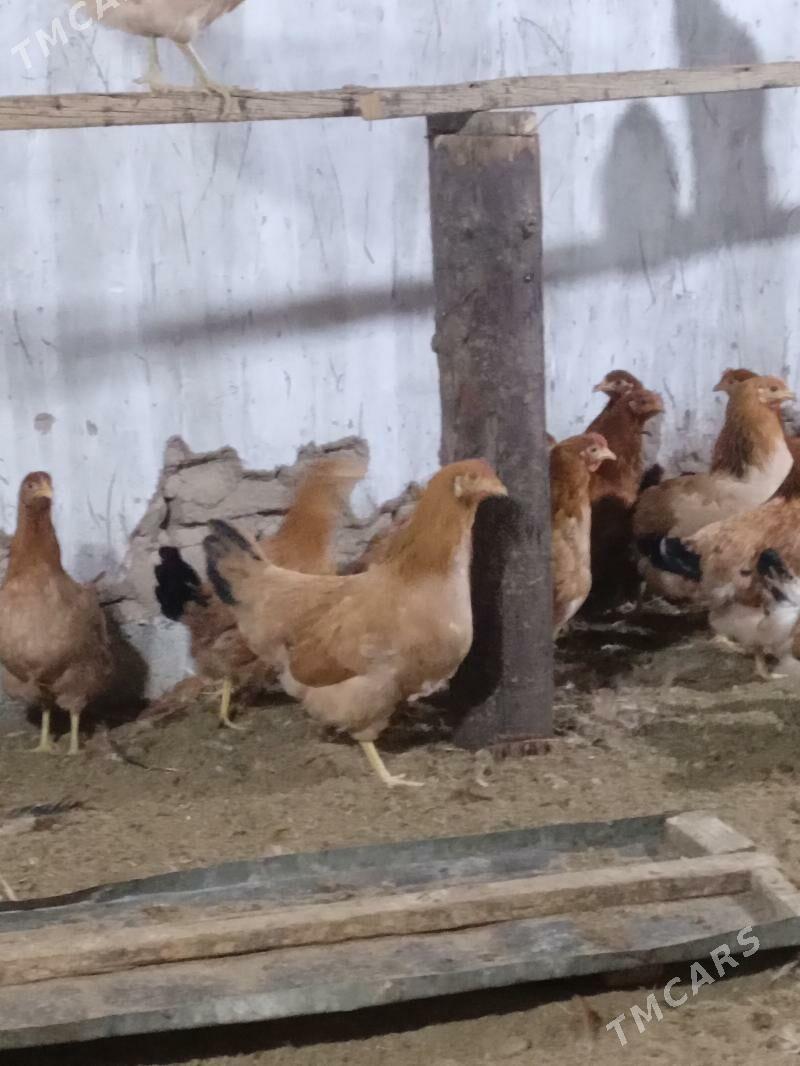 towuk - Бабадайхан - img 1